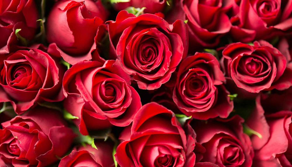 A bunch of red roses at Viceroy Chicago
