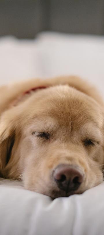 golden retriever puppy sleeps on a white bed