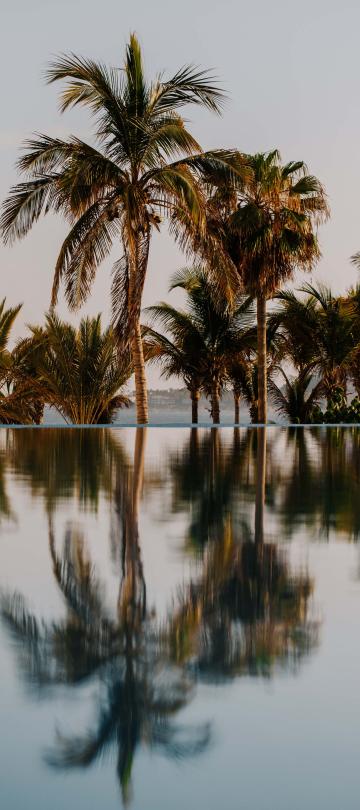 reflection of palm trees in pool water