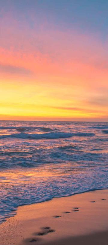 dog running on beach at sunset