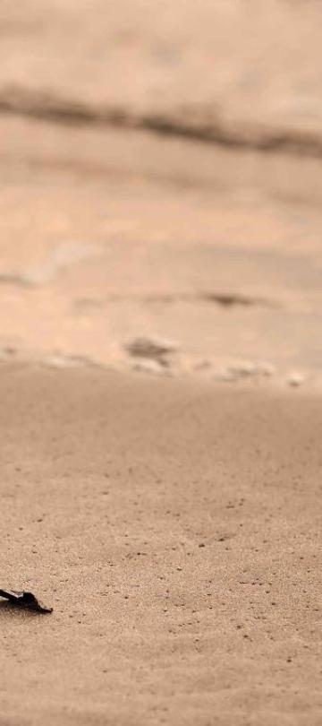 A turtle crawling toward the ocean
