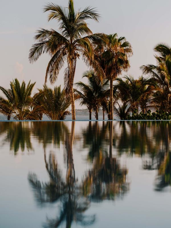 reflection of palm trees in pool water